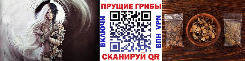 купить   Фурманов  Галлюциногенные грибы GOLDEN TEACHER 
